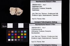 Foto (Objket + Etiketten) von Culmenformosa sp. 